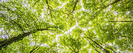 floresta.png floresta.png